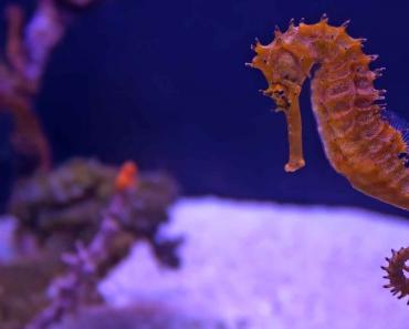 Животное морской конек: описание с фото и видео, интересные факты, размеры